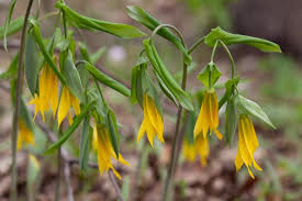 Uvularia Grandiflora