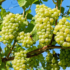 Vitis Brianna - raisin - vigne