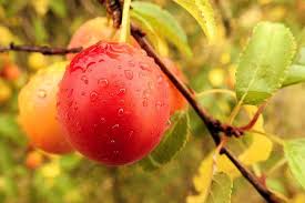 Prunier Pipestone - Prunus