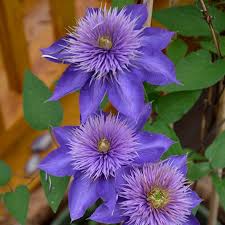 Clematis 'Multi Blue'
