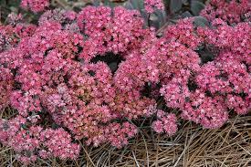 Sedum 'Sunsparkler Dazzleberry' (hybrid)