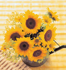 Seed - Sunflower 'Sunrich Orange' - West Coast Seeds
