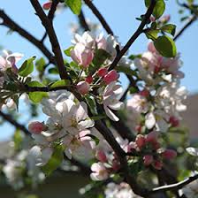 Malus 'goodland'