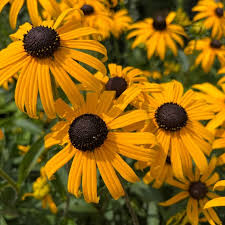 Rudbeckia Fulgida Goldblitz