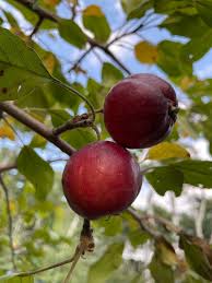 Malus 'september Ruby'
