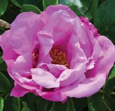 Rosa 'Foxy Pavement' - Rosier