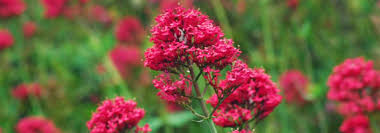 Valeriana Canadensis