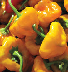 Seed - Peppers 'Scotch Bonnet' - West Coast Seeds
