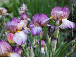 Iris pumila 'Yo-Yo'