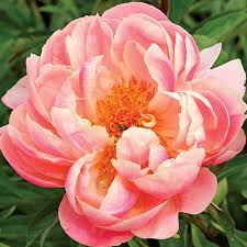 Paeonia 'Pink Hawaiian Coral' - Pivoine
