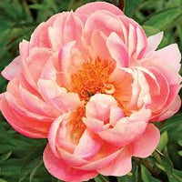 Paeonia 'Pink Hawaiian Coral' - Pivoine