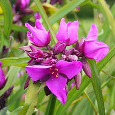 Tradescantia x andersoniana (rouge)