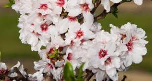 Prunus Dulcis - Amandier doux greffé Texas Mission - Prunier