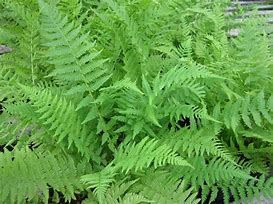 Athyrium filix-femina