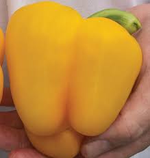 Semence - Poivron 'Twingo F1' - West Coast Seeds
