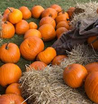 Seed - Pumpkin 'Jack of All Trades F1' - West Coast Seeds