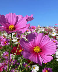 Seed - Cosmos 'Mini Mix' - West Coast Seeds