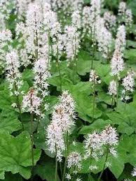 Tiarella wherryi
