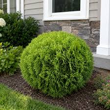 Thuja occidentalis 'Golden Globe'