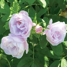 Rosa Snow Pavement | Rosier