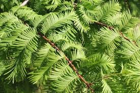 Metasequoia