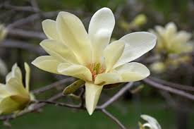 Magnolia acuminata 'Goldstar' (arbre)