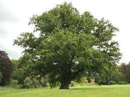Quercus - Robur - Pedunculata - Chêne pédonculé