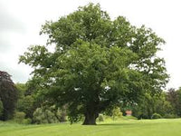 Quercus - Robur - Pedunculata - Chêne pédonculé