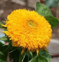 Seed - Sunflower 'Teddy Bear' - West Coast Seeds