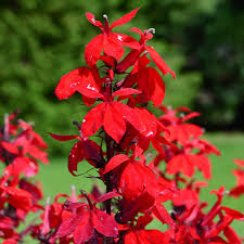Lobelia x speciosa 'Queen Victoria'