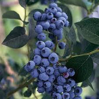 Vaccinium corymbosum 'Elizabeth'