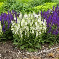 Salvia White Profusion