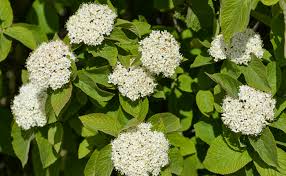 Viburnum Lantana - Viorne lentane