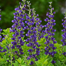Baptisia Decadence sparkling Sapphires