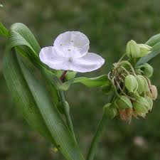 Tradescantia x andersoniana (Blanc)