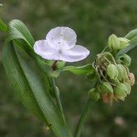 Tradescantia x andersoniana (Blanc)
