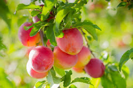 Prunus Salicina 'burbank'