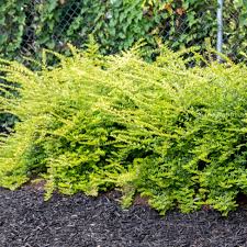 Lonicera Nitida Thunderbolt