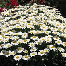 Leucanthemum x superbum 'Silver Princess'