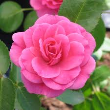 Rosier Morden Belle - Rosa 'Morden Belle'