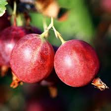 Ribes 'Poorman' - Groseiller