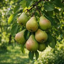 Pyrus communis 'Flemmish Beauty'