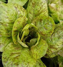 Seed - Lettuce 'Freckles' - West Coast Seeds