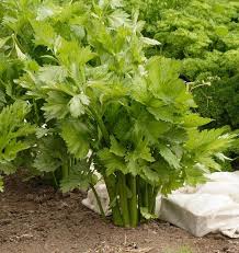 Semence - Céleri 'Victoria F1' enrobé - West Coast Seeds