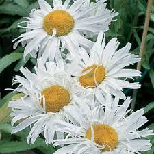 Leucanthemum x maximum 'Crazy Daisy'