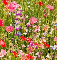 Wildflower Seeds (Partial Shade) - West Coast Seeds