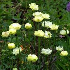 Trollius x cultorum 'New Moon'
