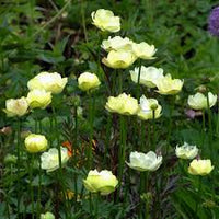 Trollius x cultorum 'New Moon'