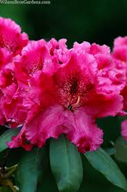 Rhododendron 'Besse Howells'