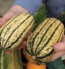 Seed - Squash 'Delicata' - West Coast Seeds